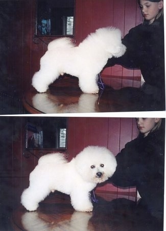 Two photos together: Top Photo - Left Profile - Bichon Frise standing on a table looking at a little girl. Bottom Photo - Bichon Frise standing on a table looking at the camera holder