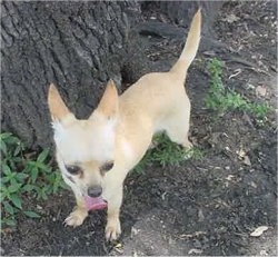 Milo the tan Chihuahua is standing next to a tree with its mouth open and tongue out