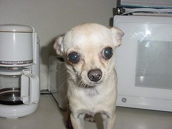 Close Up - A Chihuahua Puppy is standing on a countertop in front of a toaster a KitchenAid Coffee Maker and next to a GE Microphone