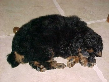 A black with brown Miniature Poodle Puppy is sleeping on a tan tiled floor.