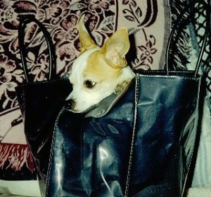Pedro the Chihuahua is inside of a black leather handbag on a couch