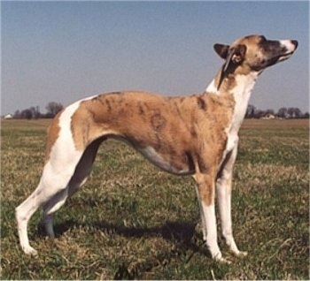 The right side of a brown with white Whippet that is standing across a field and it is looking up. The dog has a high arch and a long snout.