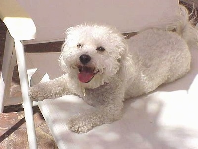 Princess the Bichon Frise laying outside in a white lawn chair with her mouth open and tongue out