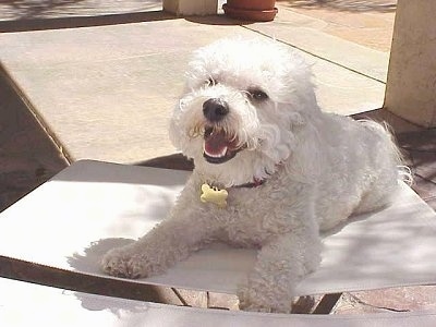 Princess the Bichon Frise laying in a white chair with her mouth open and looking happy towards the camera