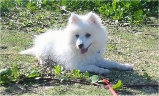 A white Japanese Spitz puppy is laying in grass with weeds in front of and behind it. It is panting outside and looking down at the leaves on the ground next to it