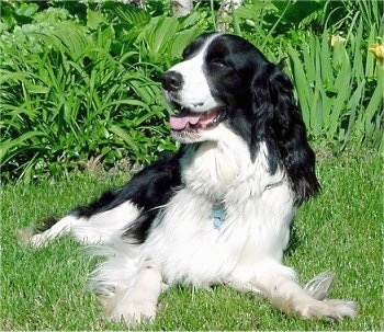 Frodo the black and white English Springer Spaniel is laying outside in a field. There is a lot of flowers behind it. Its mouth is open and tongue is out