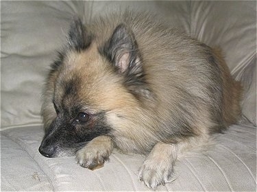 A tan, white and black German Standard Spitz is laying on a couch