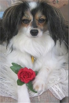 Close up front view - A white with black and brown drop-eared Papillon is laying on a couch on top of white lace with a red rose on its front paw. The hair on its ears is longer than the rest of its body.