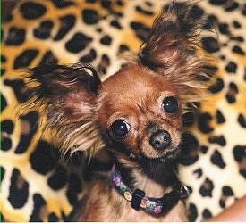 A brown and black Russian Toy Terrier is sitting in front of a cheetah print pillow. It has large perk ears with long fringe hair coming off of them.