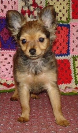 Front view - A tan with black Russian Longhaired Toy Terrier puppy is standing on a chair with a knit quilt behind it.