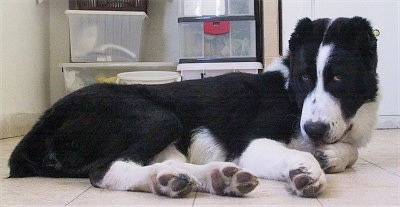 Gulliver the black and white Central Asian Ovtcharka puppy is laying on a tiled floor