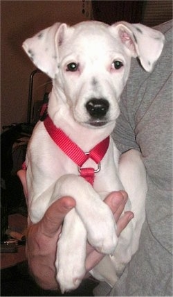 A white with black Jack-Rat Terrier is wearing a red harness and being held in the right arm of a person in a grey shirt