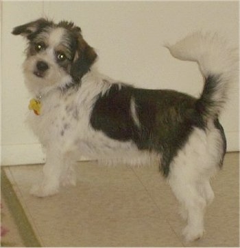 A tricolor, scruffy looking, white with black Pekingese/Terrier mix is standing on a tiled tan floor and it is looking back. It has longer hair on its tail, which is up in the air over its back.