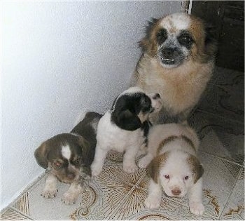 Two Pekingese mix puppies are laying and one is sitting on a white with brown tiled floor in front of its mother. The mother has a big underbite showing its white bottom teeth.