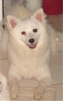 A white Giant German Spitz is laying on a floor with its mouth open and head tilted to the left