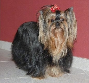 The front right side of a black with brown Yorkshire Terrier dog standing across a tiled floor in front of a burgundy wall and it is wearing a red bow in its very long thick hair. It has perk ears, round dark eyes and a black nose. The bow is holding the hair out of the dog