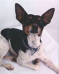 Close up front side view - A white and black with brown Rat Terrier is laying on a white surface and it is looking up. It has large perk ears.