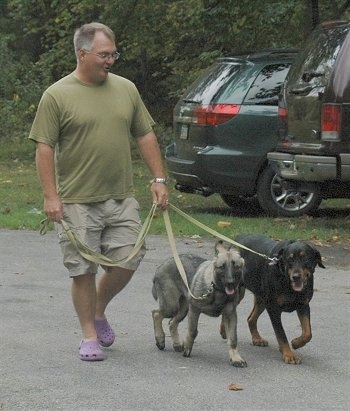 Two dogs are being walked across a parking lot, heeling next to their owner