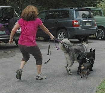 The back of a lady wearing a pink shirt, is being dragged across a parking lot by three dogs on leashes