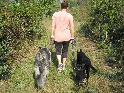 The back of a lady wearing a pink shirt leading three dogs on a walk through the woods
