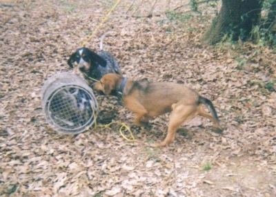 A Bluetick Coonhound and a Cur mix are running at a roll cage. They are standing in grass covered in leaves