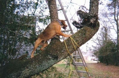 A Cur mix is climbing up a tree branch to get a roll cage that has a raccoon in it.