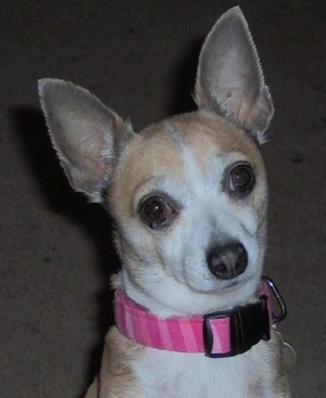 Close Up - Chi-Chi-Belle the tan and white Chihuahua is sitting on a tan carpet. It is wearing a pink necklace