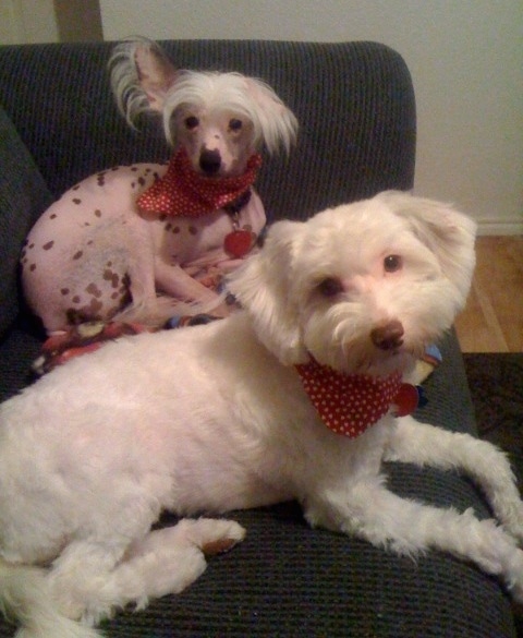 Preston (hairless) and Baxter (powderpuff) the Chinese Crested dogs are laying on a couch and looking to the camera holder