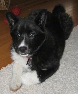 A black and white Karelian Bear puppy is laying on a tan rug with its back end on a hardwood floor. There is a red toy behind it.