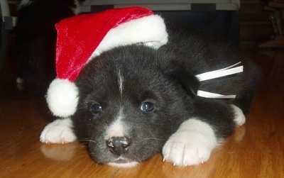 A black and white Karelian Bear puppy is laying down on a hardwood floor wearing a red and white Santa hat