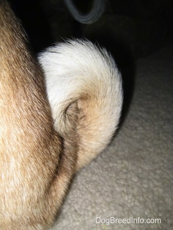 Close up - A tan with black Pugs curled tail.