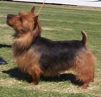 The left side of a brown and black Australian Terrier that is standing across a field and it is looking up.