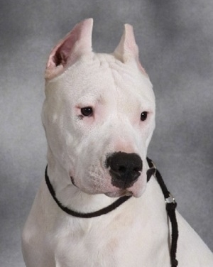 Facon the Dogos is sitting in front of a backdrop and looking forward while wearing a black lead.