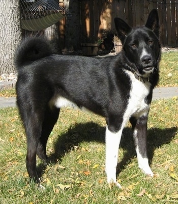 A black with white Karelian Bear Dog is standing outside in grass. There is a couple of trees with a hammock behind it.