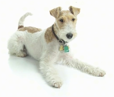 The front right side of a white with brown Wire Fox Terrier that is laying across a surface. It has a black nose, almond shaped dark eyes and small ears that fold over to the front. Its tail is up in the air and curled in a U shape.