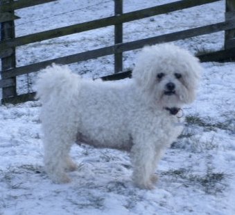 Muffin the Bichon Frise standing outside in the snow
