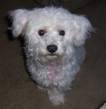 Callie the Bichon Frise sitting on carpet looking up at the camera holder
