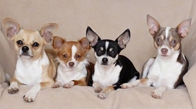Milo, Maribelle, Maxwell and Matilda the Chihuahuas are laying in a row on a couch on a tan blanket