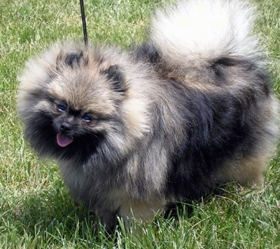 A fuzzy wolf sable Pomeranian is standing in grass and it is looking forward. Its head is tilted to the right, its mouth is open and its tongue is out and its tail is fluffed out and curled over its back.