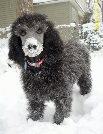 Close up front view - A black Standard Poodle puppy is standing in snow and it has snow all over it. The dog has a thick curly coat with a shaved snout.