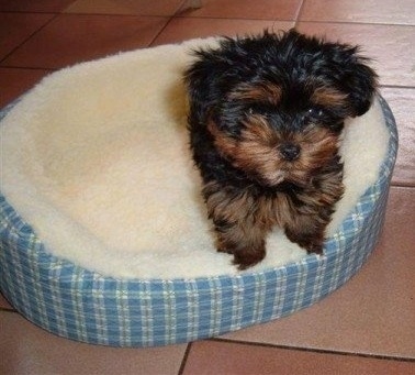 A fluffy, thick-coated, black with brown Yorkshire Terrier puppy is standing on the side of a dog bed looking forward.