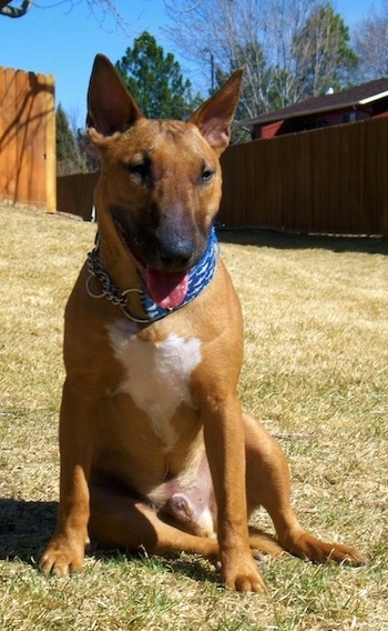 Spuds the Bull Terrier is sitting outside with its mouth open and tongue out with several fences in the background