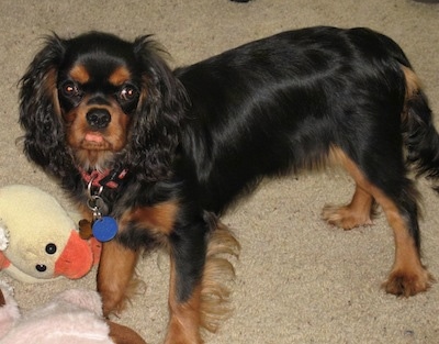 Boz the Cavalier King Charles Spaniel is standing on a carpet behind a plush duck toy
