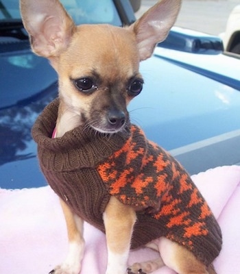 Diva Starr the tan Chihuahua is wearing a brown and orange sweater and is sitting on a pink blanket on top of a car