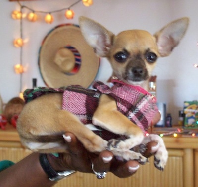 Diva Starr the Chihuahua is wearing a plaid Mexican sweater and is being held in the air by a person with a sombrero and lights hanging on the wall behind her 