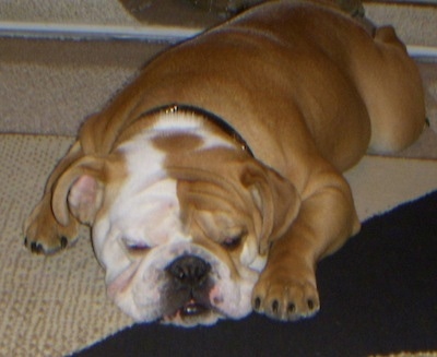 Bruno Flores the English Bulldog sleeping on a rug