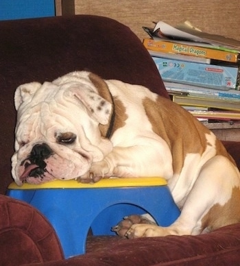 Duke the English Bulldog laying on a plastic blue and yellow stepping stool that is on a reclining chair