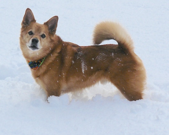 A golden Finnish Spitz is standing outside in deep snow