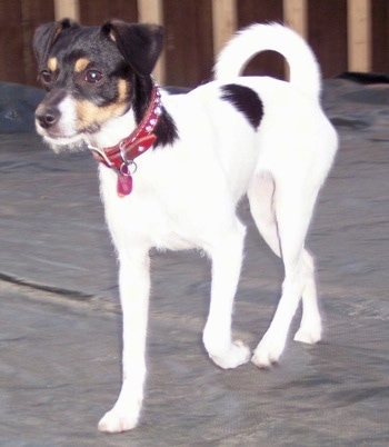 A white with black and tan Jack-Rat Terrier is wearing a red collar walking across a porch.