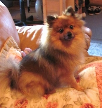 A fuzzy brown and black Pomeranian is sitting on a pillow on a couch and it is looking forward.